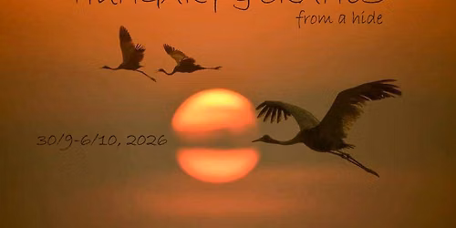 HUNGARY - Thousands of Cranes