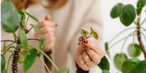 Propagation Techniques: Make More Plants!