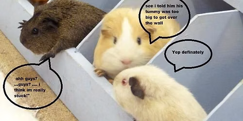 Northern Rabbit and Cavy Club - June Show