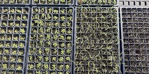 Seed Starting Class at the Chatham Bars Inn Farm