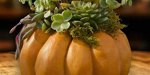 Succulent Pumpkins @ Littleton Brewing Company.