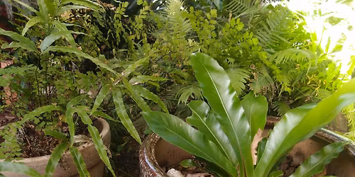 Growing Ferns and Groundcovers