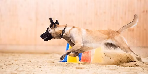 4. \u00d6KV Obedience Cup 2025\/26 mit FCI-OB-WM-Qualifikation f\u00fcr 2026