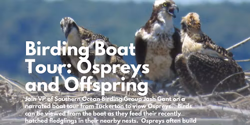Birding Boat Tour: Ospreys and Offspring
