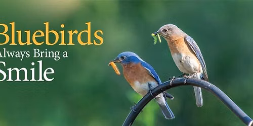Bluebird of Happiness Day