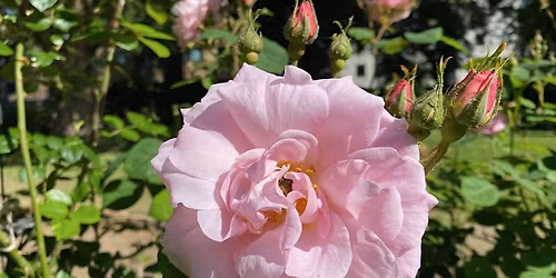 Wildlife Community Gardening - Market Road Gardens, N7, Wednesdays