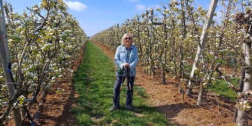 Bloesemwandeling, Dentergem