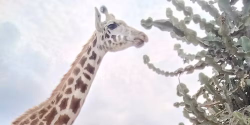 Crescent Island & Lake Nakuru Labour Day Weekend Getaway 