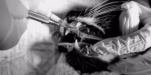 Dentistry and Anaesthesia: A Collaboration