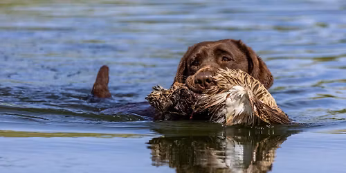 LRCSC Fall Hunt Tests