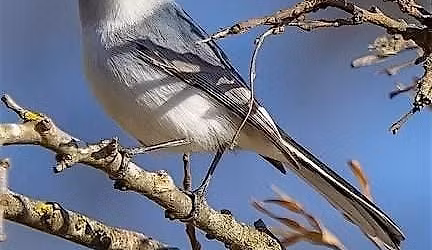 Headwaters 2nd Friday Birding with Sherie Gee & Cappy Bird