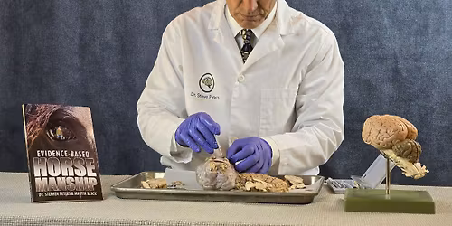 Horse Brain Science with Dr. Steve Peters!
