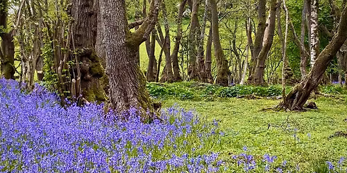 Sorge um das Holz \u2013 Waldknappheit am Mittelrhein (1300\u20131550)