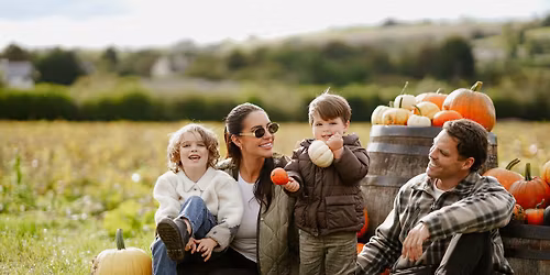 Devon Pumpkin Picking at Galmpton near Paignton, Devon.