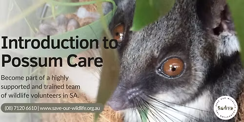 Introduction to Possum Care