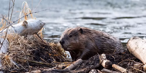 Legacy Park Beaver Complex Tour