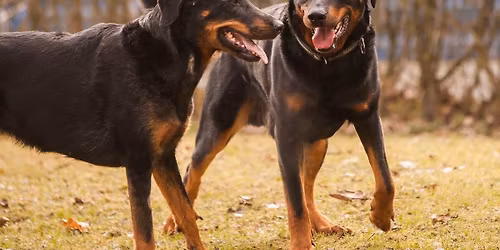 Kastration bei Hunden Vor- und Nachteile