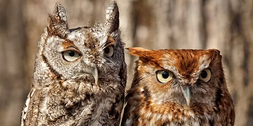 Owls of Lake County with April Vaos