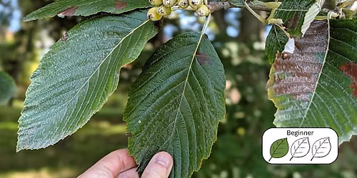 Know Your Trees: A Beginner\u2019s Guide to Tree Identification
