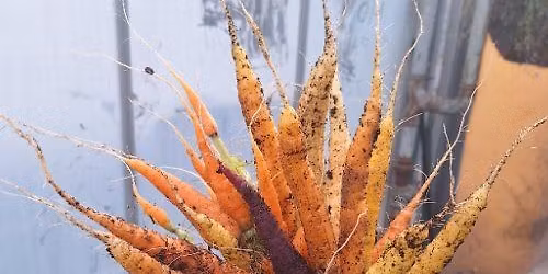 Growing in small urban spaces - designing square metre beds and container gardens!