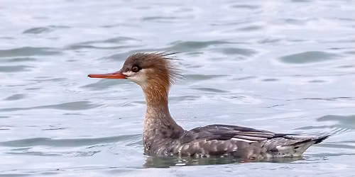 Hayling Island Oyster Beds