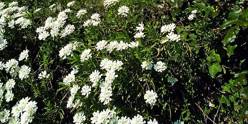 Wanderung zu sich selbst - Der junge Brahms in Baden-Baden