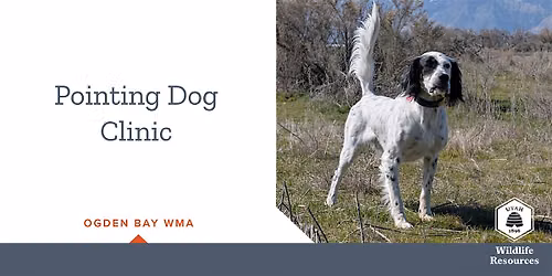 Pointing Dog Clinic - Ogden Bay WMA