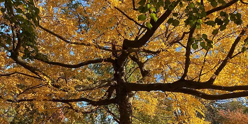 Post Turkey Day Walking Tour