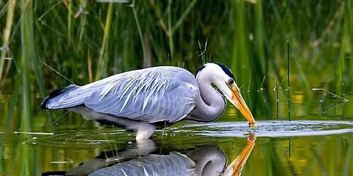Your Journey into Wildlife Photography