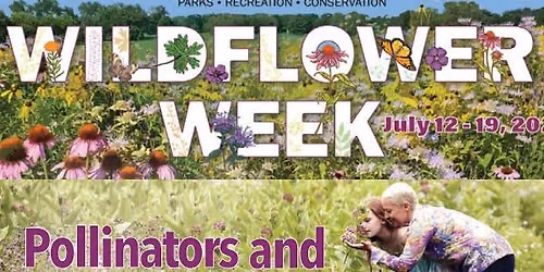 Nature Connections: Pollinators and Wildflowers!