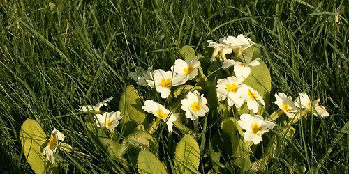 Primrose Sunday