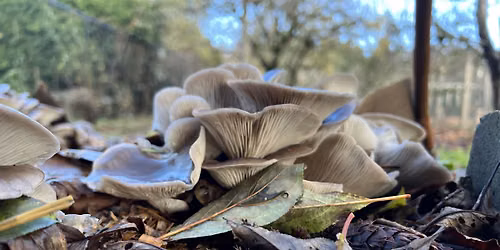 Backyard Mushroom Cultivation