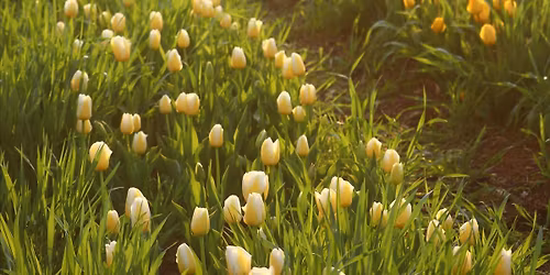 Pick Your Own (PYO) Tulips