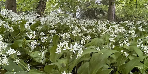 Staffordshire Wild Food Foraging Walk\/Course