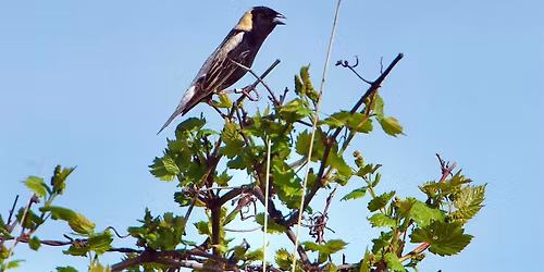 Sunset Bird Walk