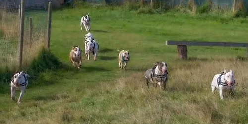 Sutton Park - Streetly Gate, Jamboree Stone