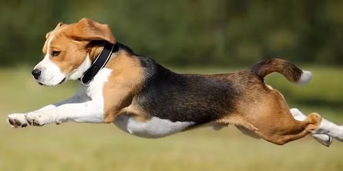 Beaglefest