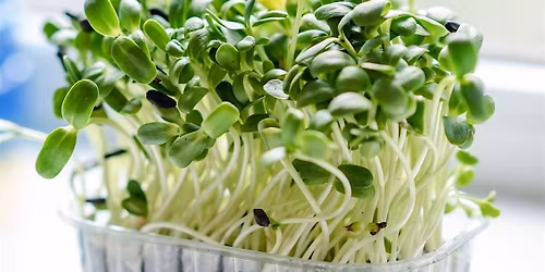 Cooking with Attitude: Sprouts and Microgreens \u2014 an ultimate local food exp