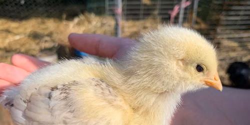 Winchester White Hens