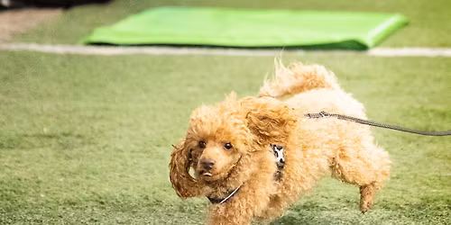 Valpevenn \ud83d\udc36 Valpetreff m\/trener