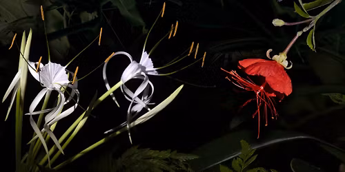 D\u017eungle, kter\u00e1 nesp\u00ed \u2013 ve\u010dern\u00ed prohl\u00eddky sklen\u00edku Fata Morgana