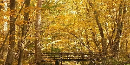 Fall Foliage and Autumn Wonders Walk