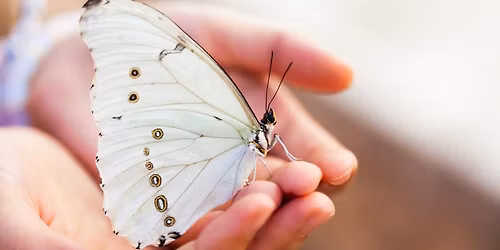 School Holidays: Butterfly Experience at Thirroul Library (Ages 5+)