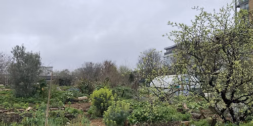 Tour of Glengall Wharf Garden