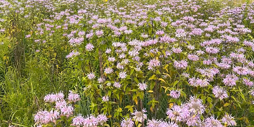 Collect Your Own Wildflower Seeds