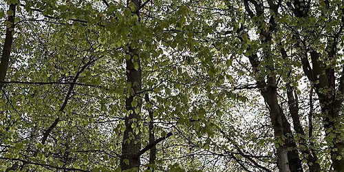 1-day Introduction to Farm Woodland and Trees - Broadhempston