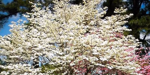 Tree Characteristics