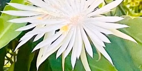 Master Gardener Plant Sale