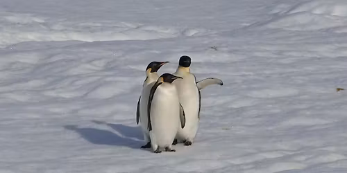 Antarctica: The Ultimate Expedition