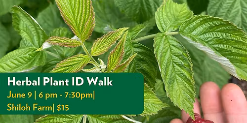 Herbal Plant Identification Walk